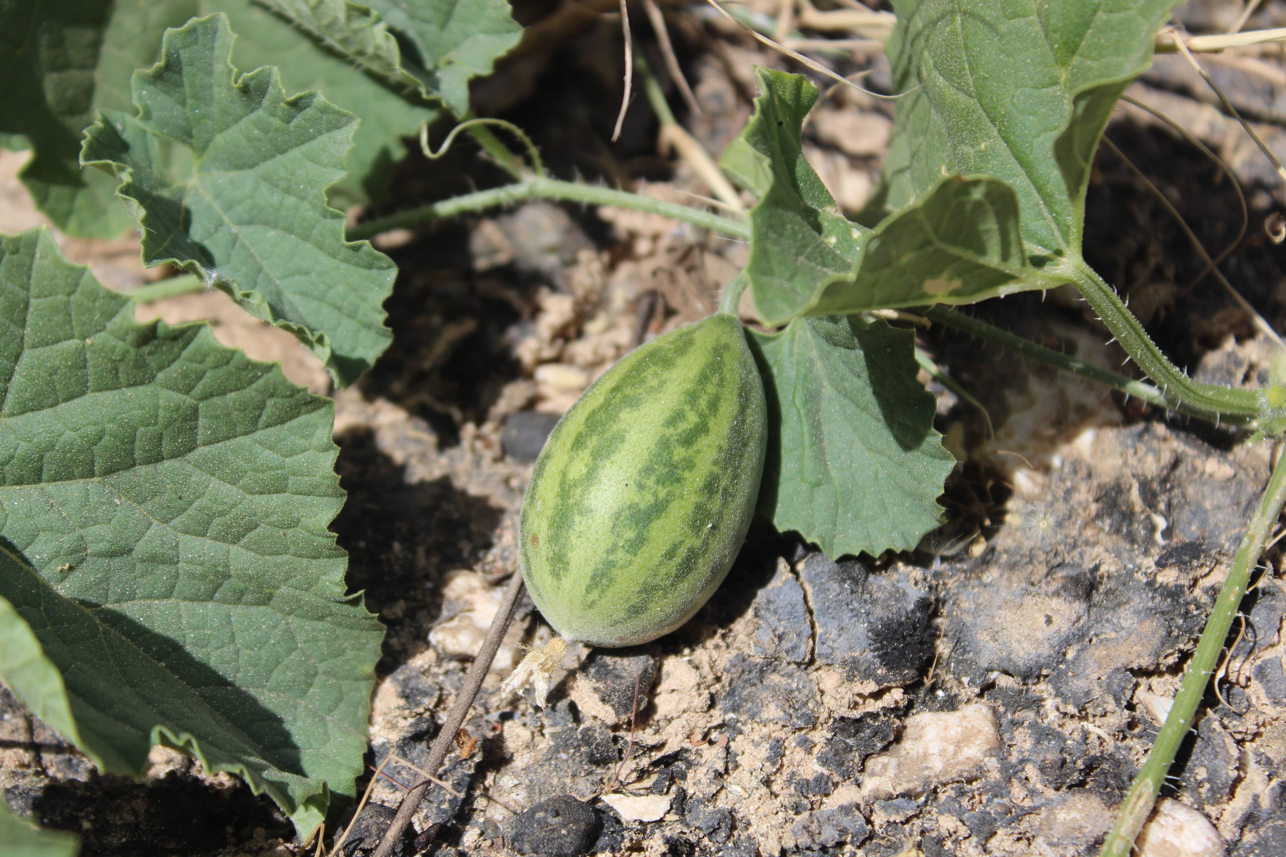 Plant Image